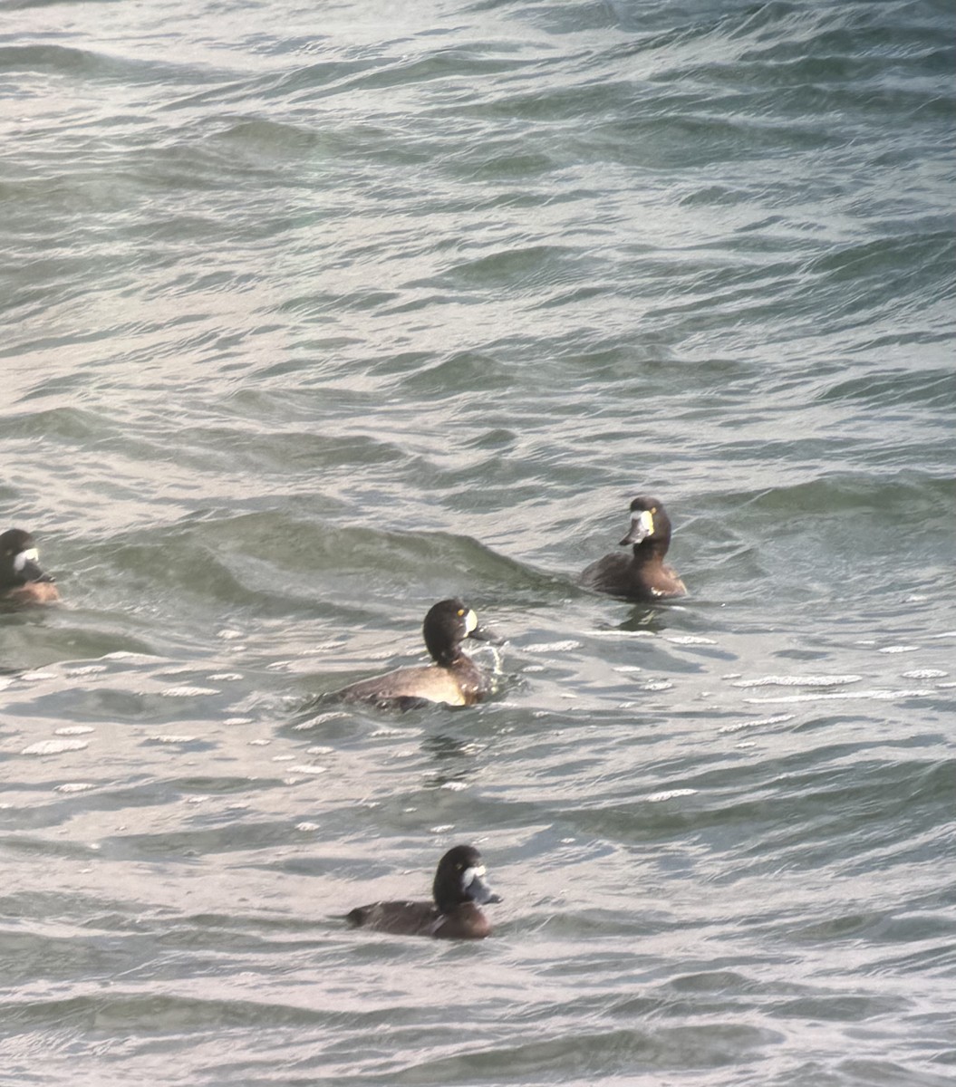 スズガモ - ML646716103