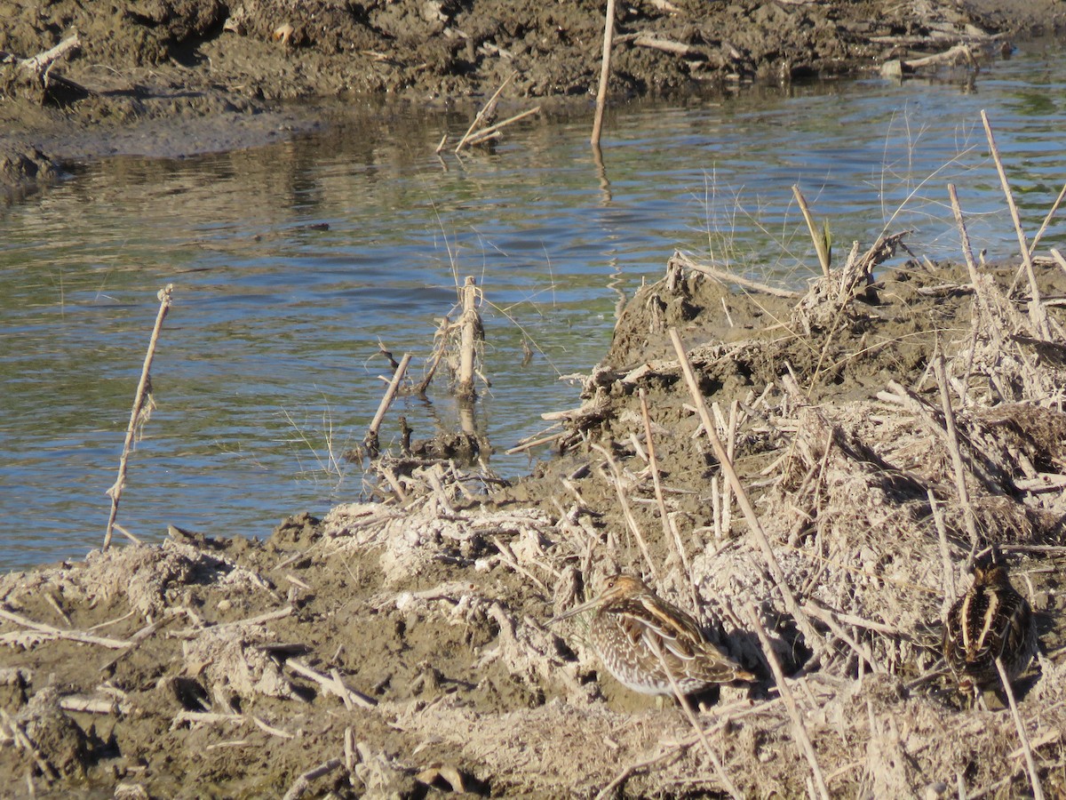 Wilson's Snipe - ML646716106
