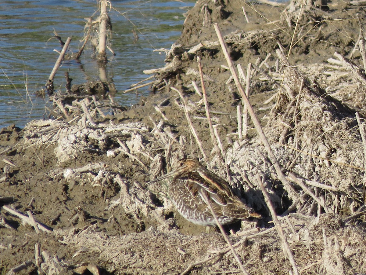 Wilson's Snipe - ML646716107