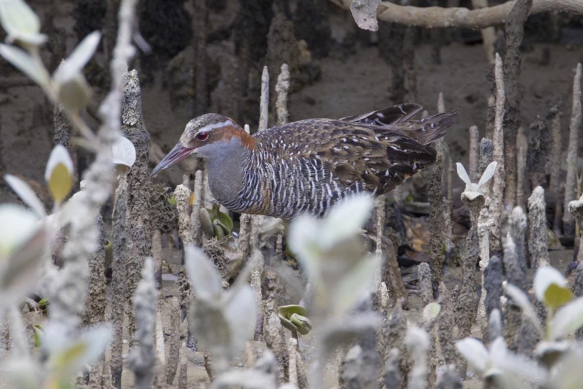 Buff-banded Rail - ML646716110