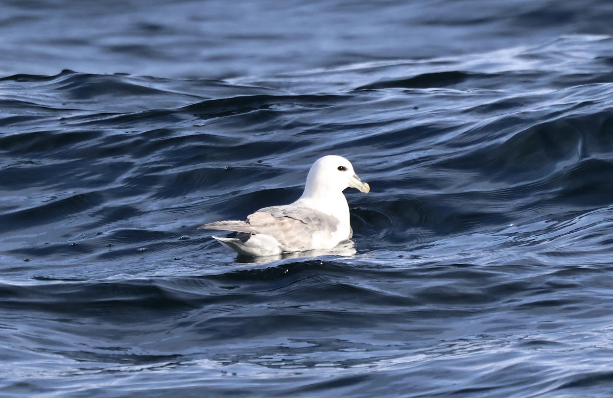 Fulmar boréal - ML646716117