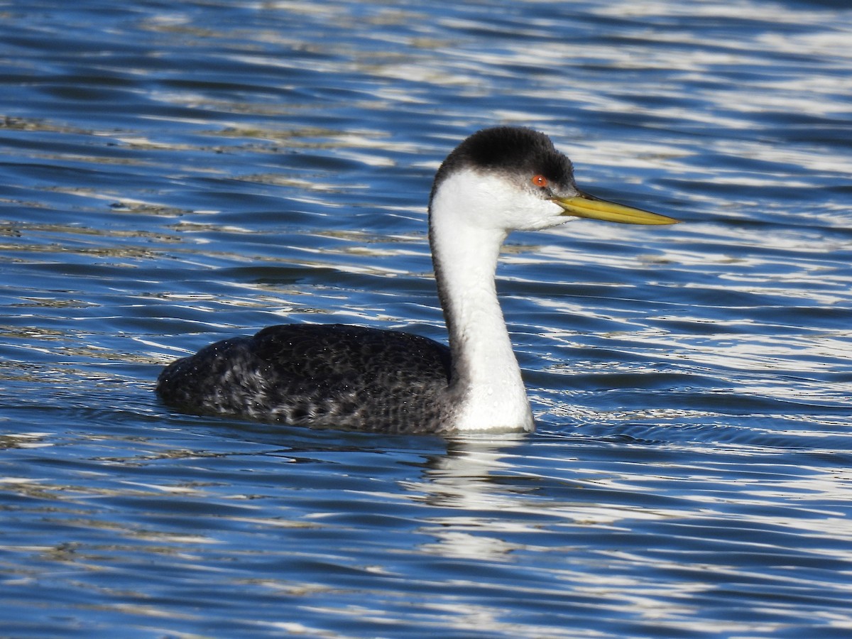 Western Grebe - ML646716120