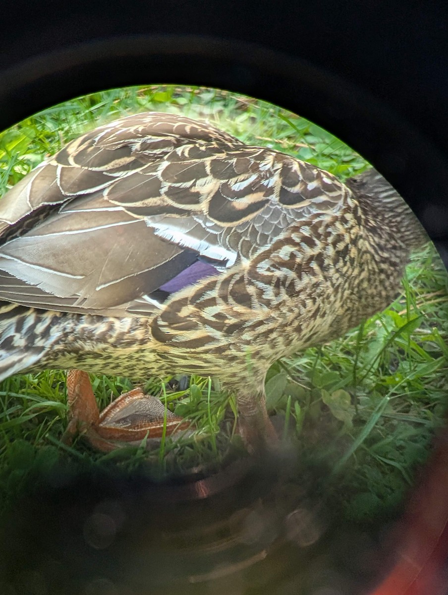 Mallard - ML646716122