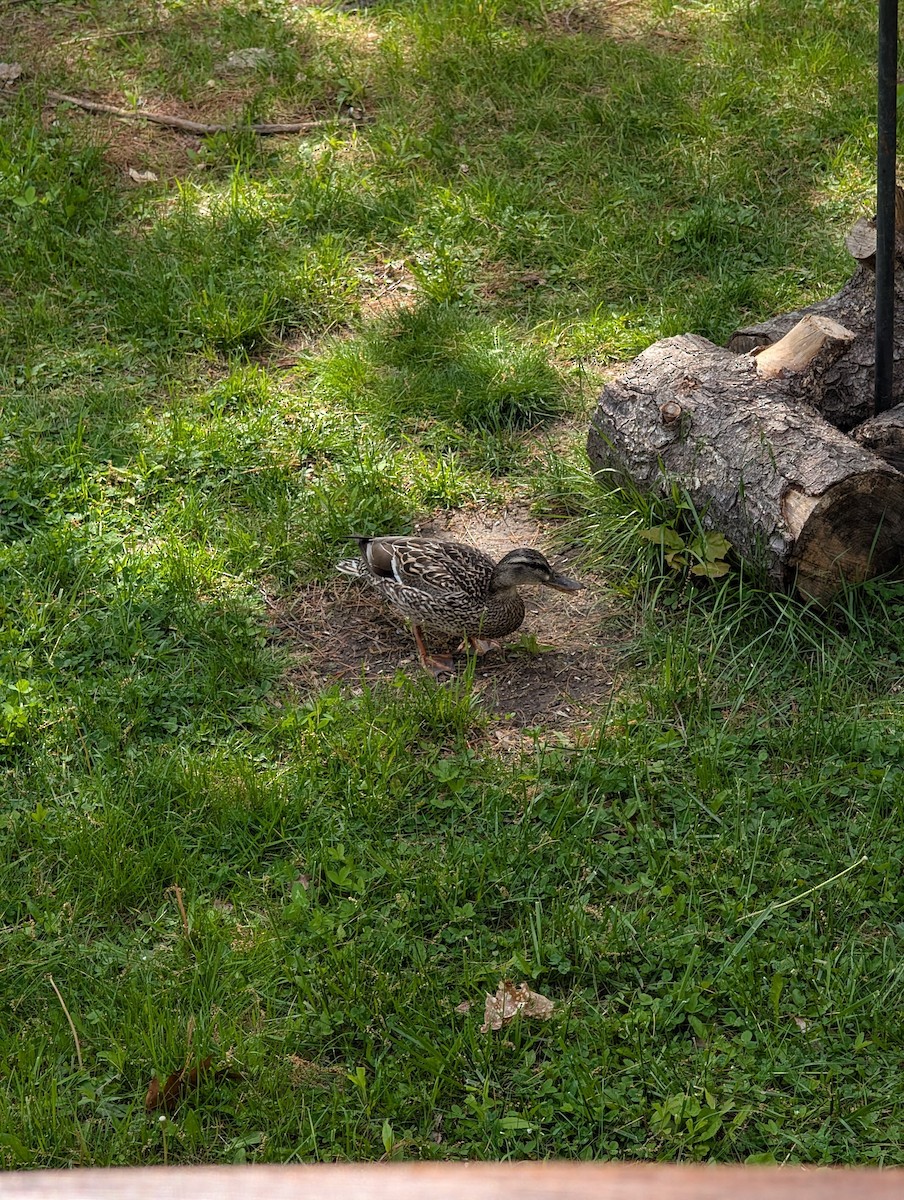 Mallard - ML646716123