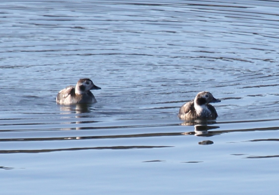 Pato Havelda - ML646716125