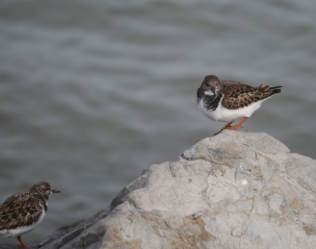 Ruddy Turnstone - ML646716132