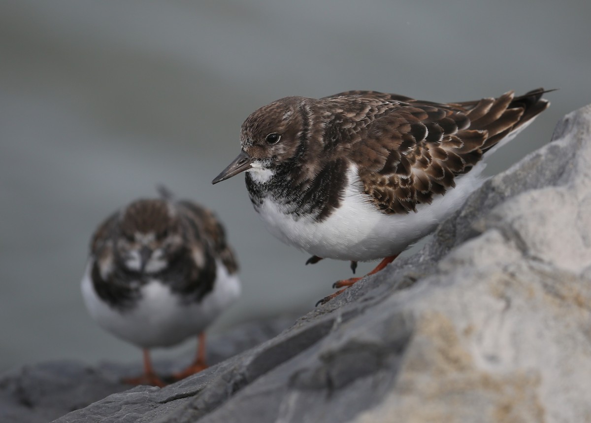 Ruddy Turnstone - ML646716133