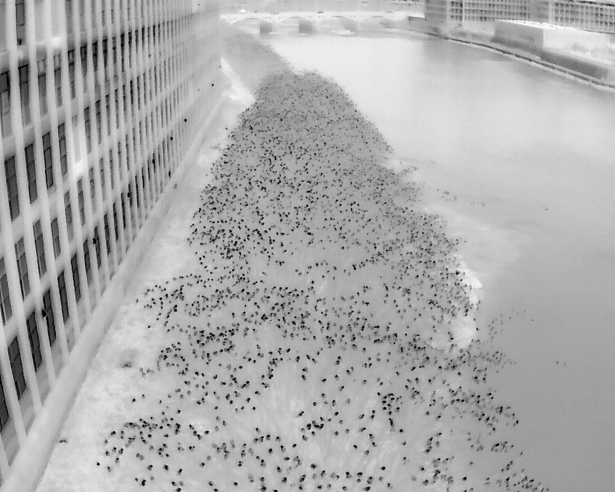 American Crow - ML646716134