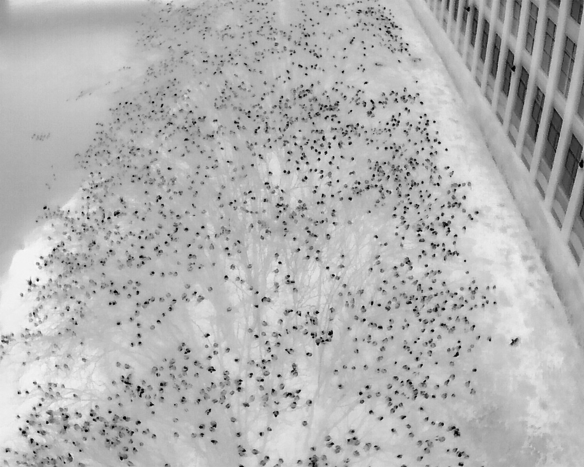 American Crow - ML646716135