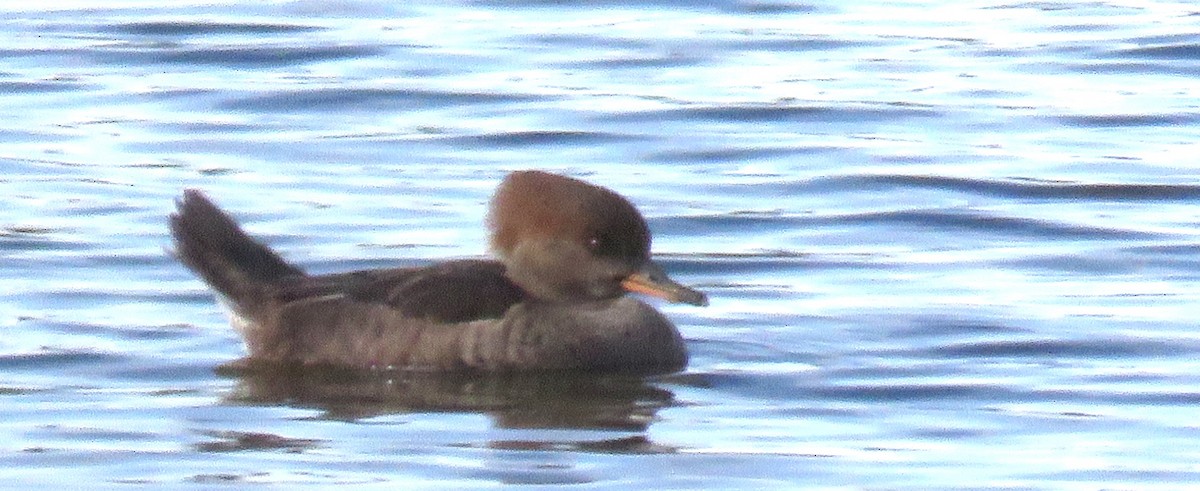 Serreta Capuchona - ML646716136