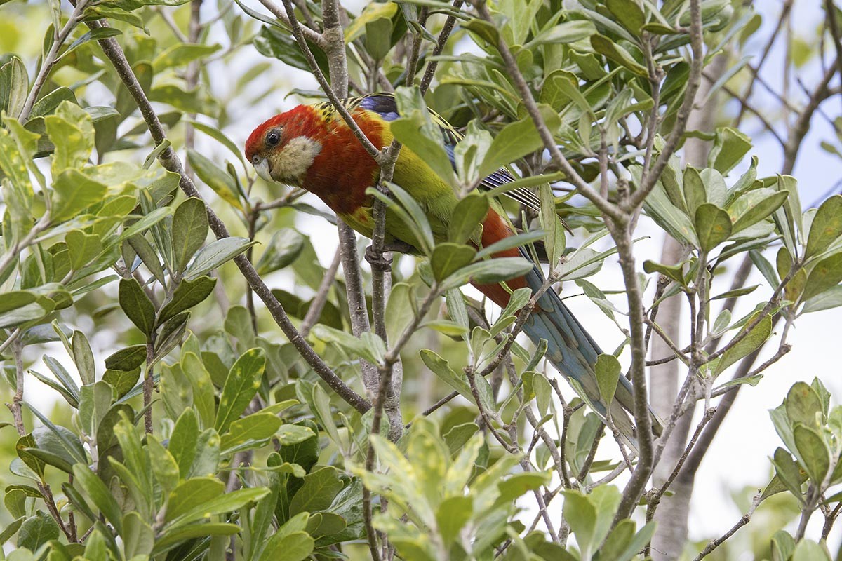 Eastern Rosella - ML646716137