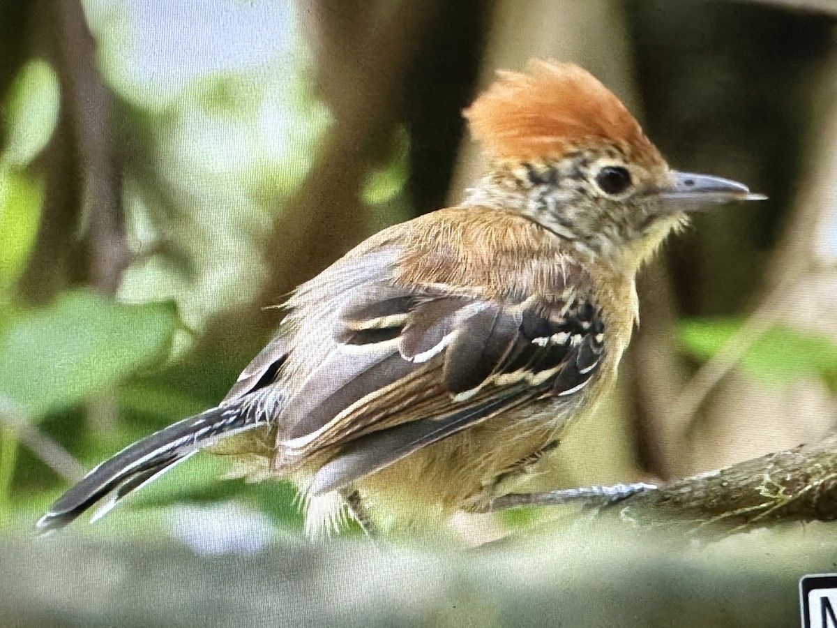 Black-crested Antshrike - ML646716138