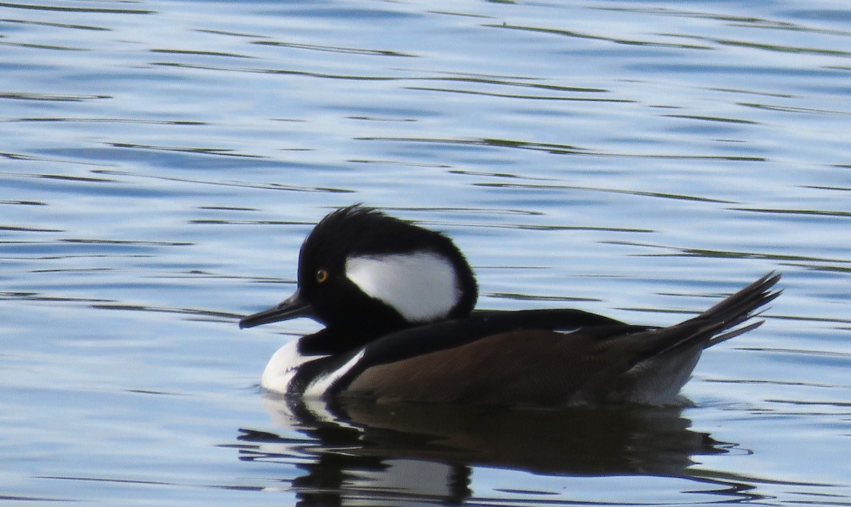 Serreta Capuchona - ML646716139