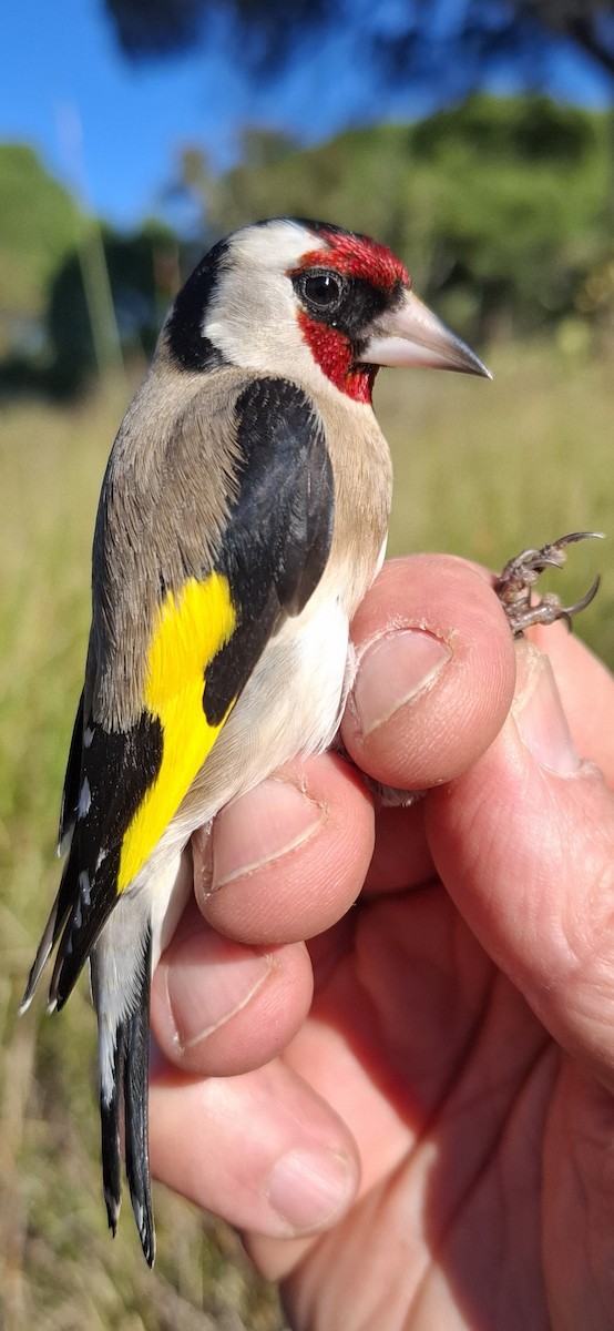 חוחית - ML646716140