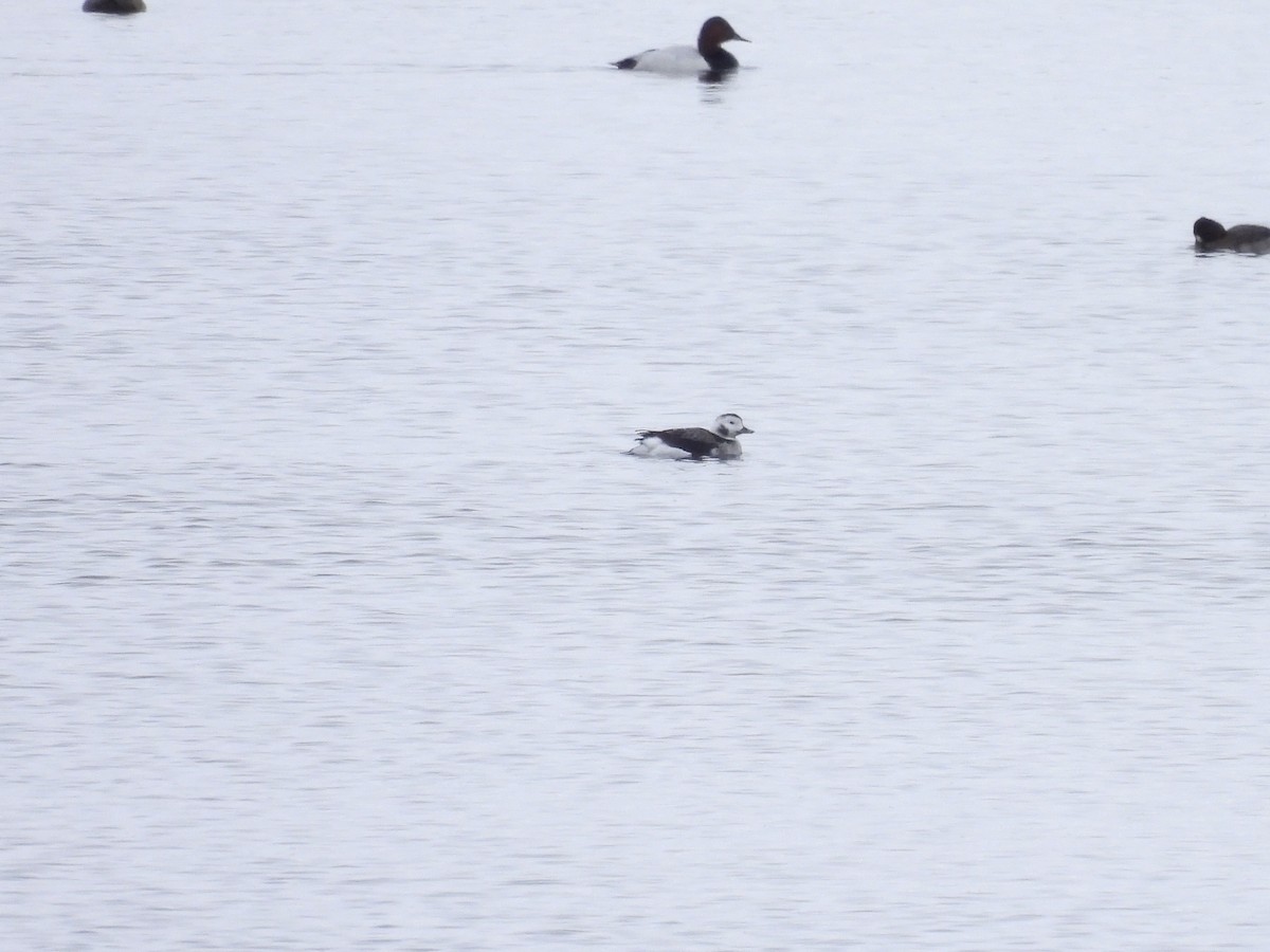 Long-tailed Duck - ML646716141