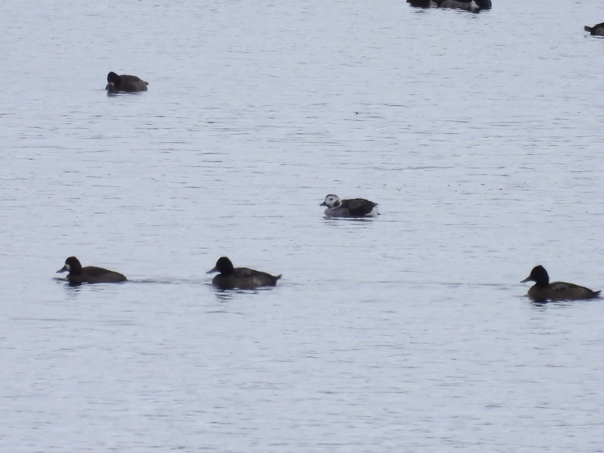 Long-tailed Duck - ML646716142