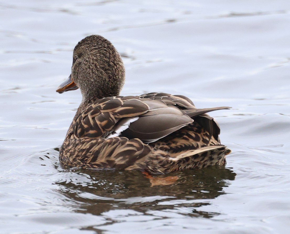 Basahatea - ML646716144