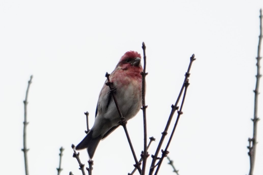 Purple Finch - ML646716145
