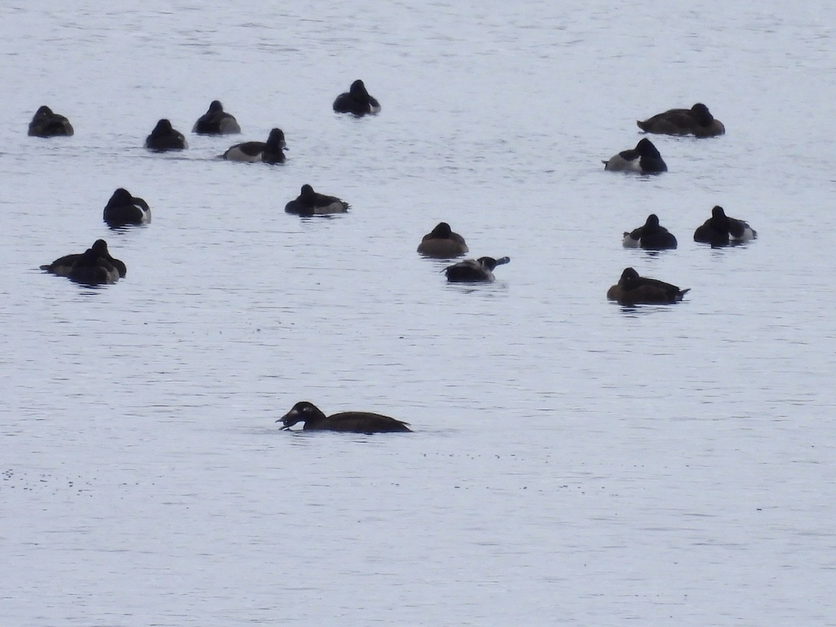 White-winged Scoter - ML646716147