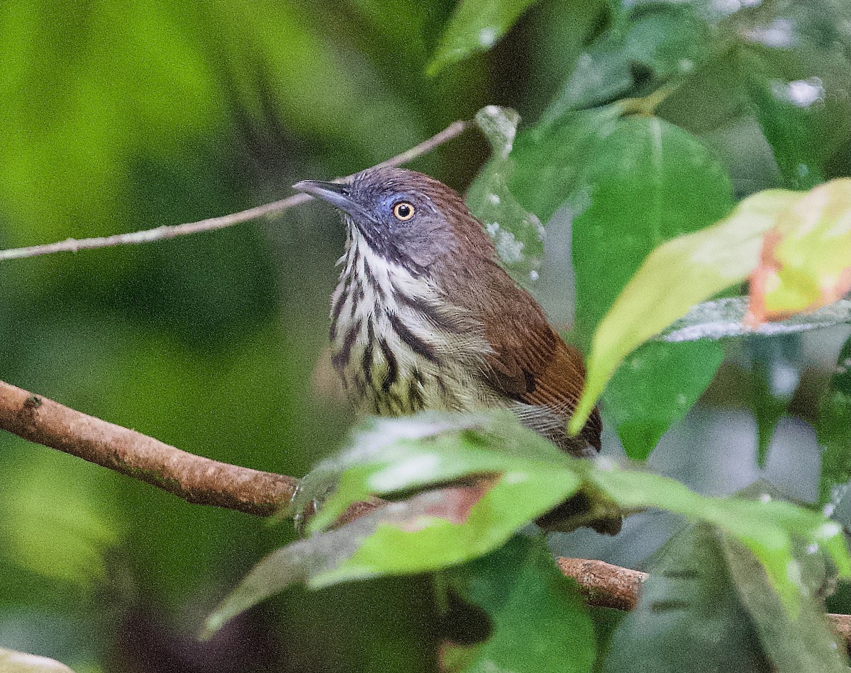 Bold-striped Tit-Babbler - ML646716149