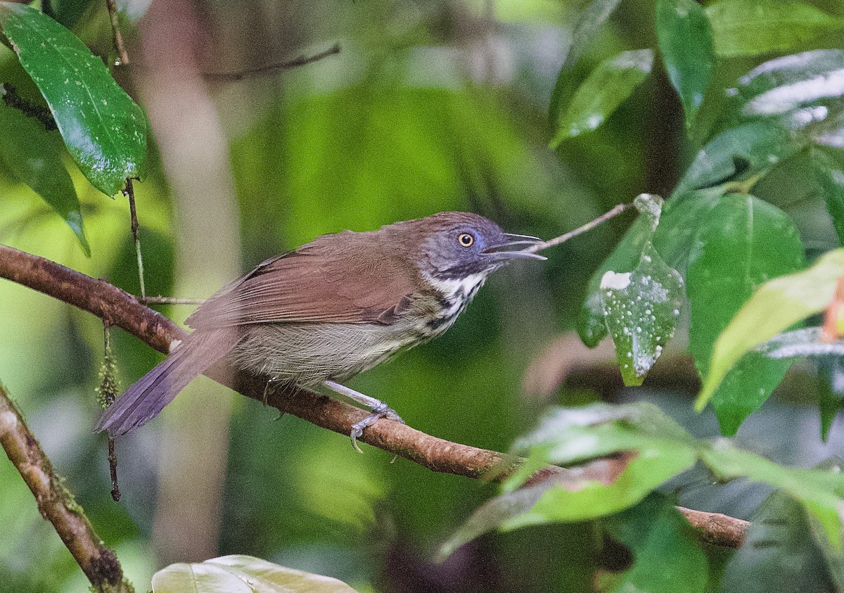 Bold-striped Tit-Babbler - ML646716150