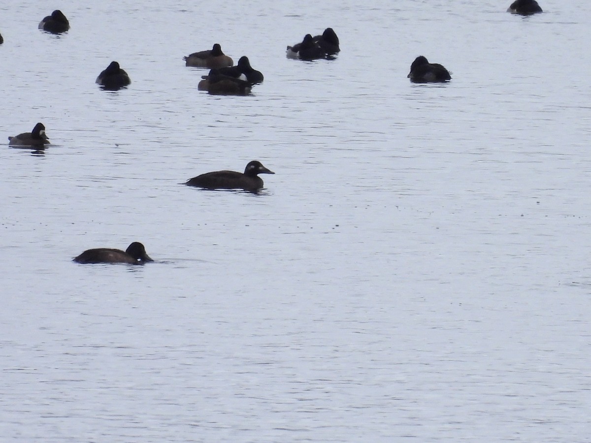 White-winged Scoter - ML646716151