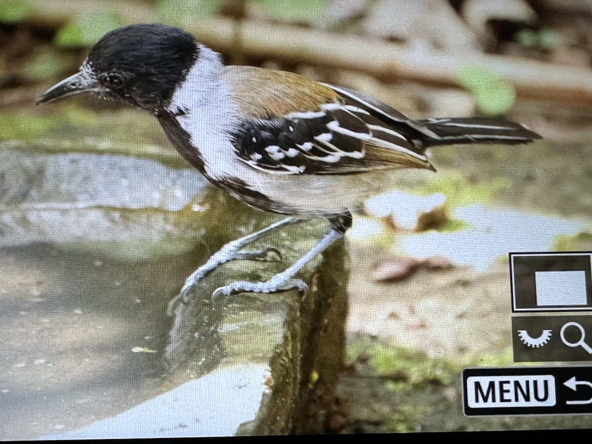 Black-crested Antshrike - ML646716152