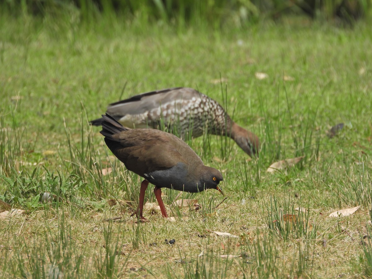 Чернохвостая камышница - ML646716154