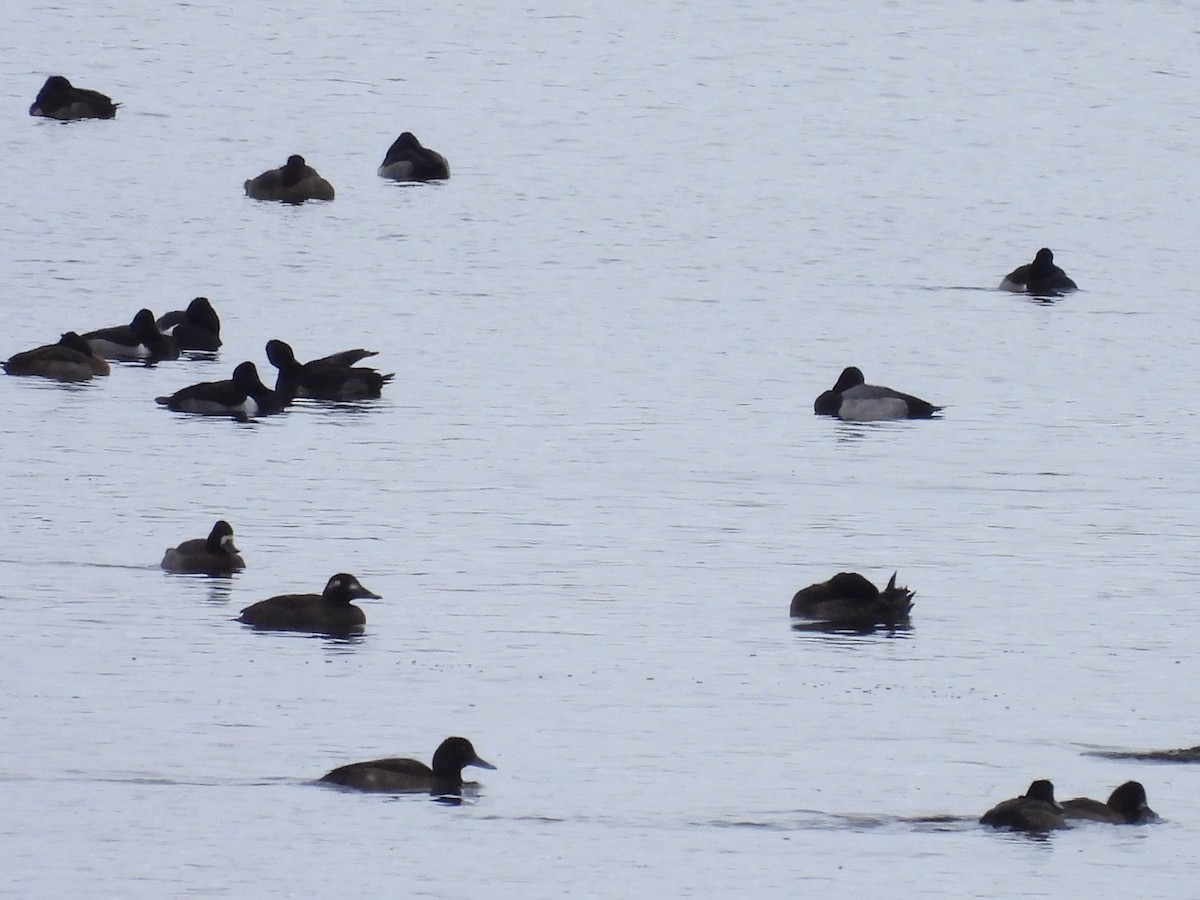 Белокрылый турпан - ML646716155