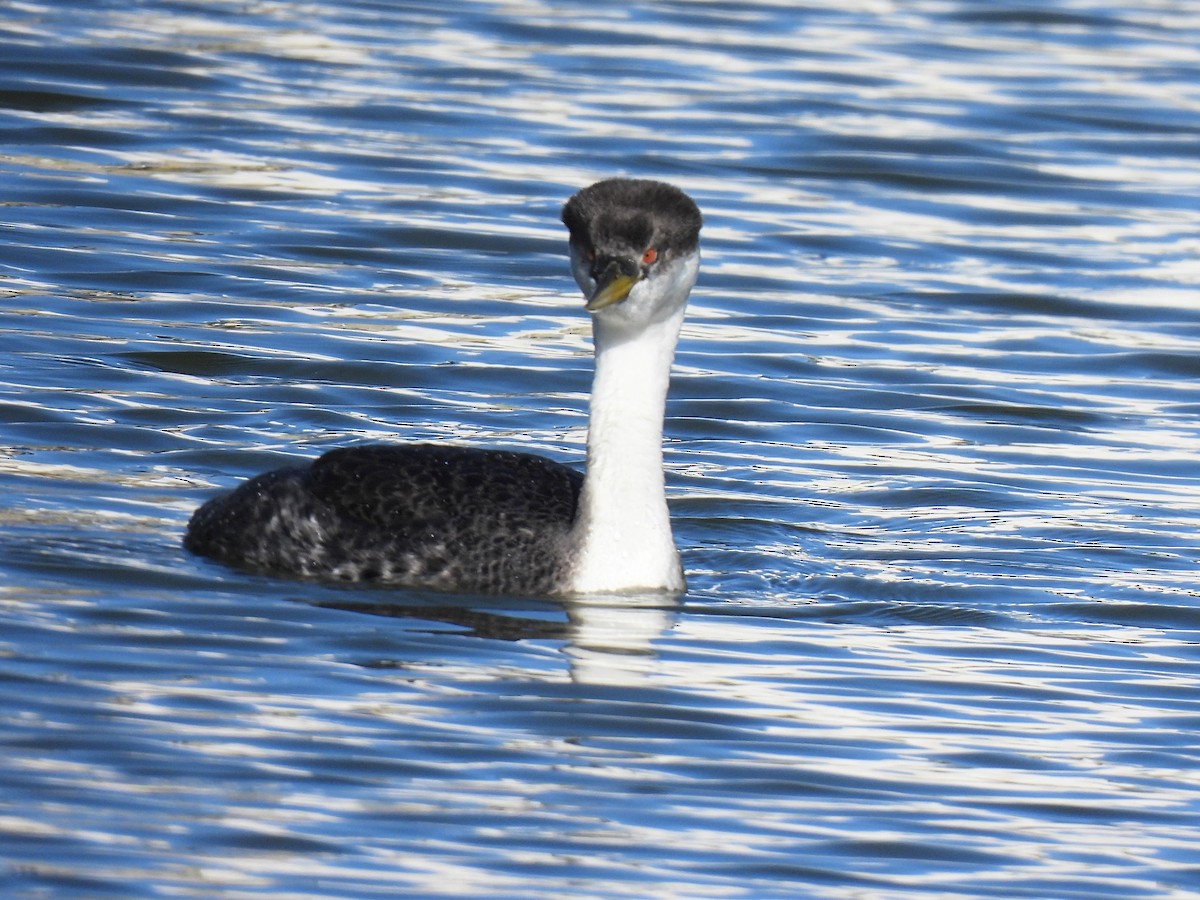 Западная поганка - ML646716156