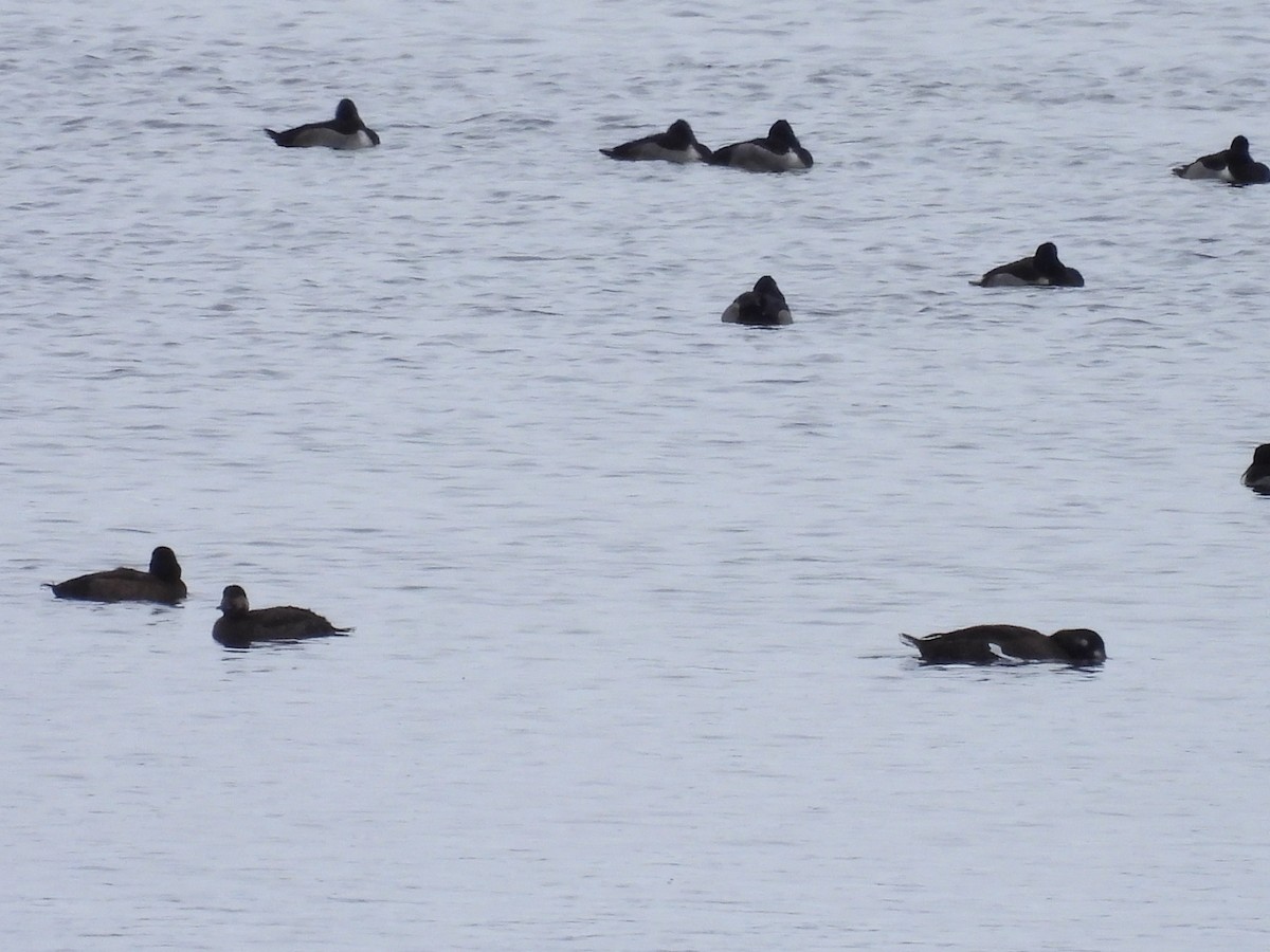 Белокрылый турпан - ML646716157