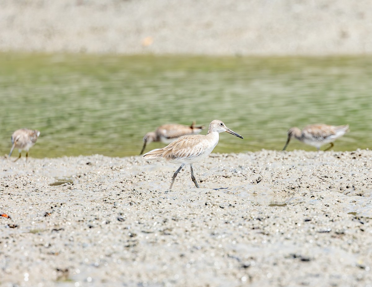 Willet - ML646716163