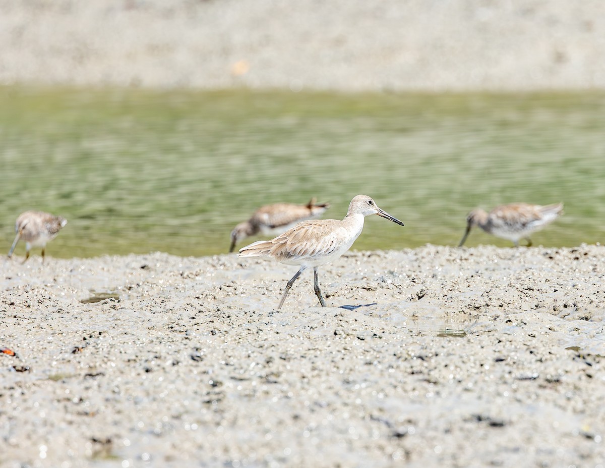 Willet - ML646716164