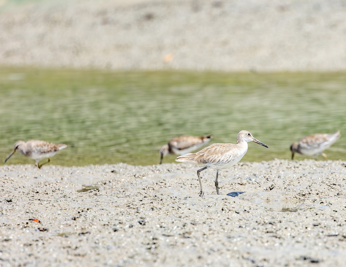 Willet - ML646716165