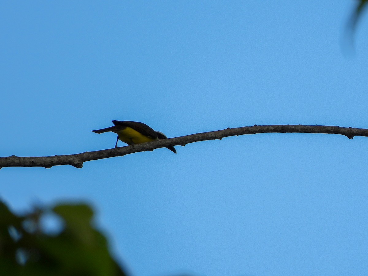 Челноклювый бентеви - ML646716166