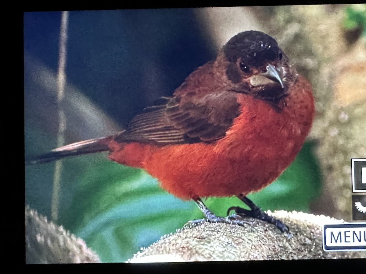 Пурпурный сереброклюв - ML646716167