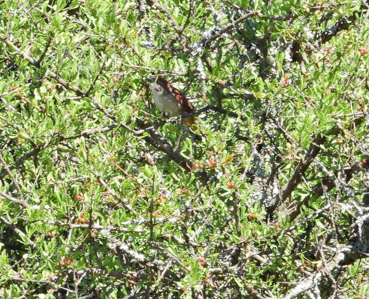 Пестрошапочная курутия - ML646716168