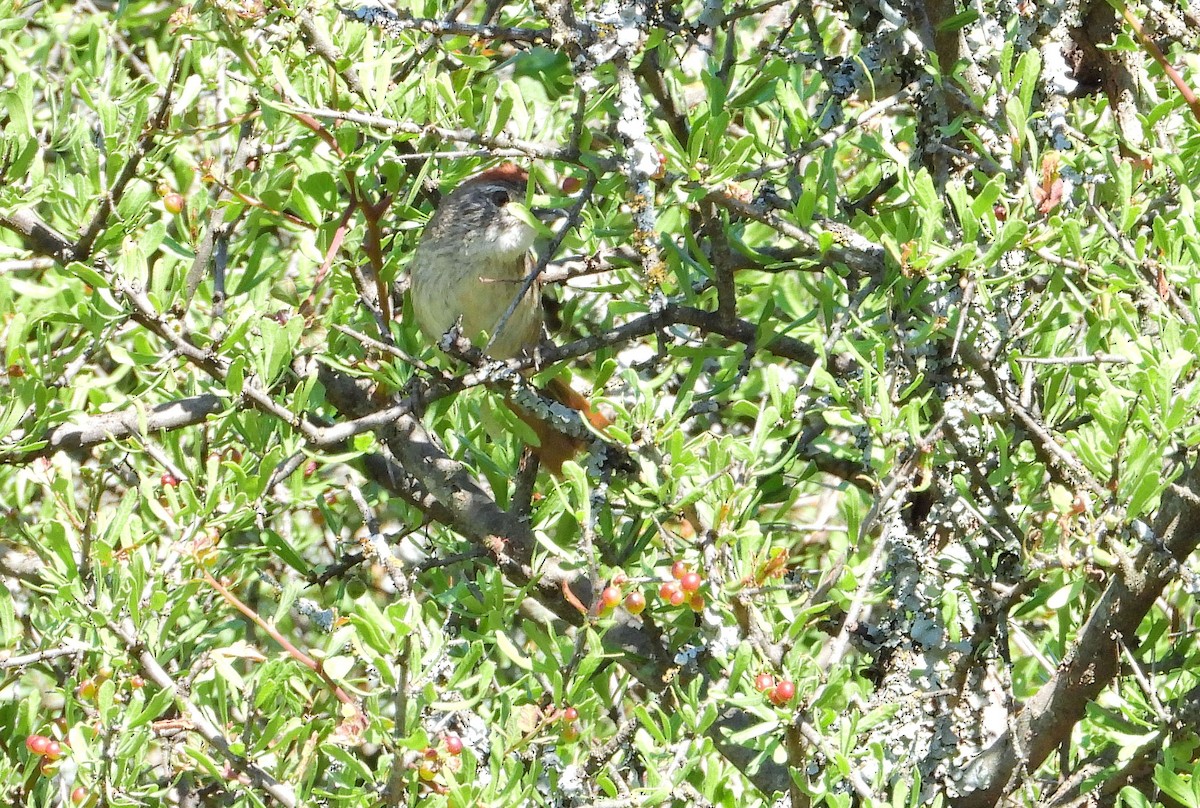 Пестрошапочная курутия - ML646716169