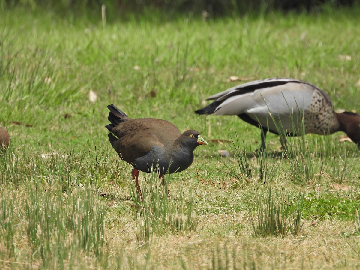 Чернохвостая камышница - ML646716170