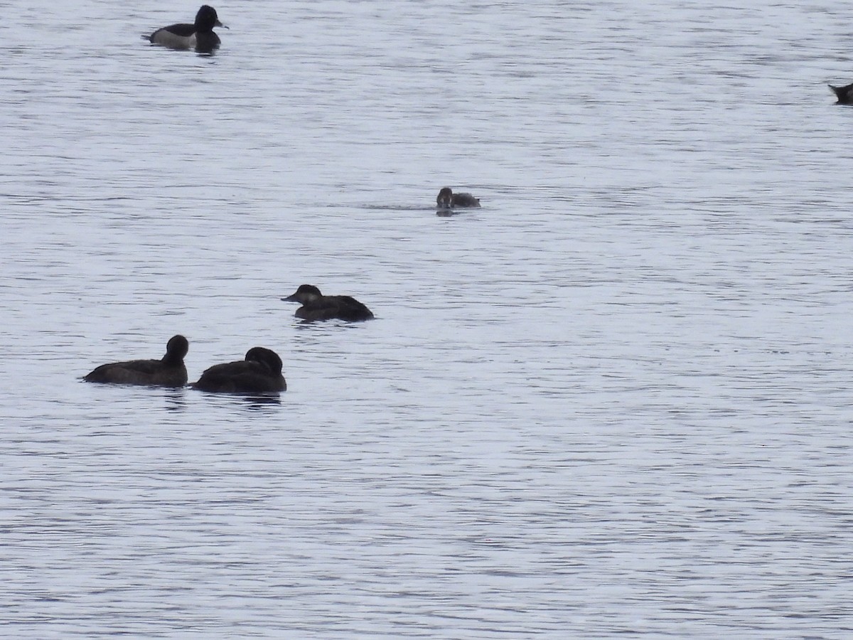 Американская синьга - ML646716171