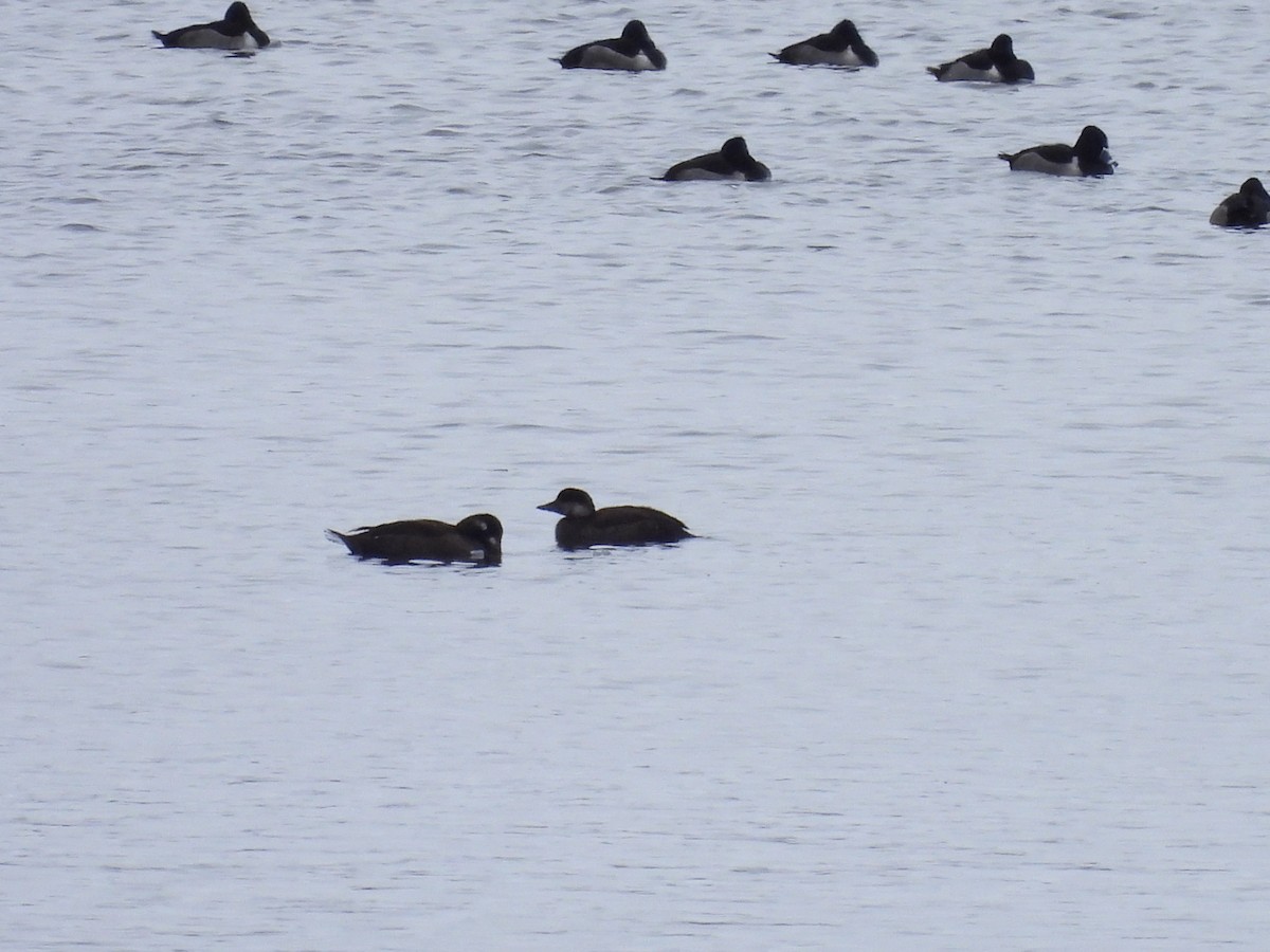 Американская синьга - ML646716172