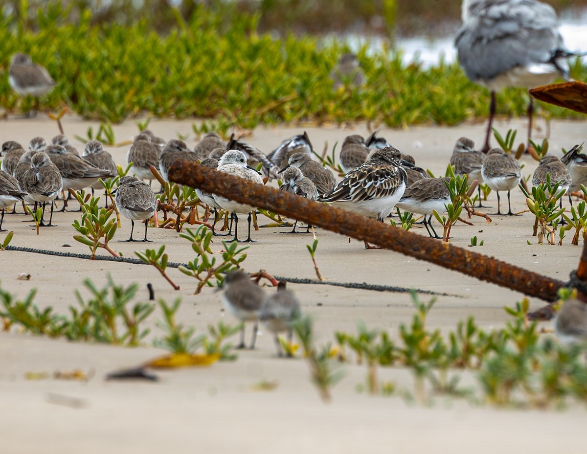 Песчанка - ML646716173