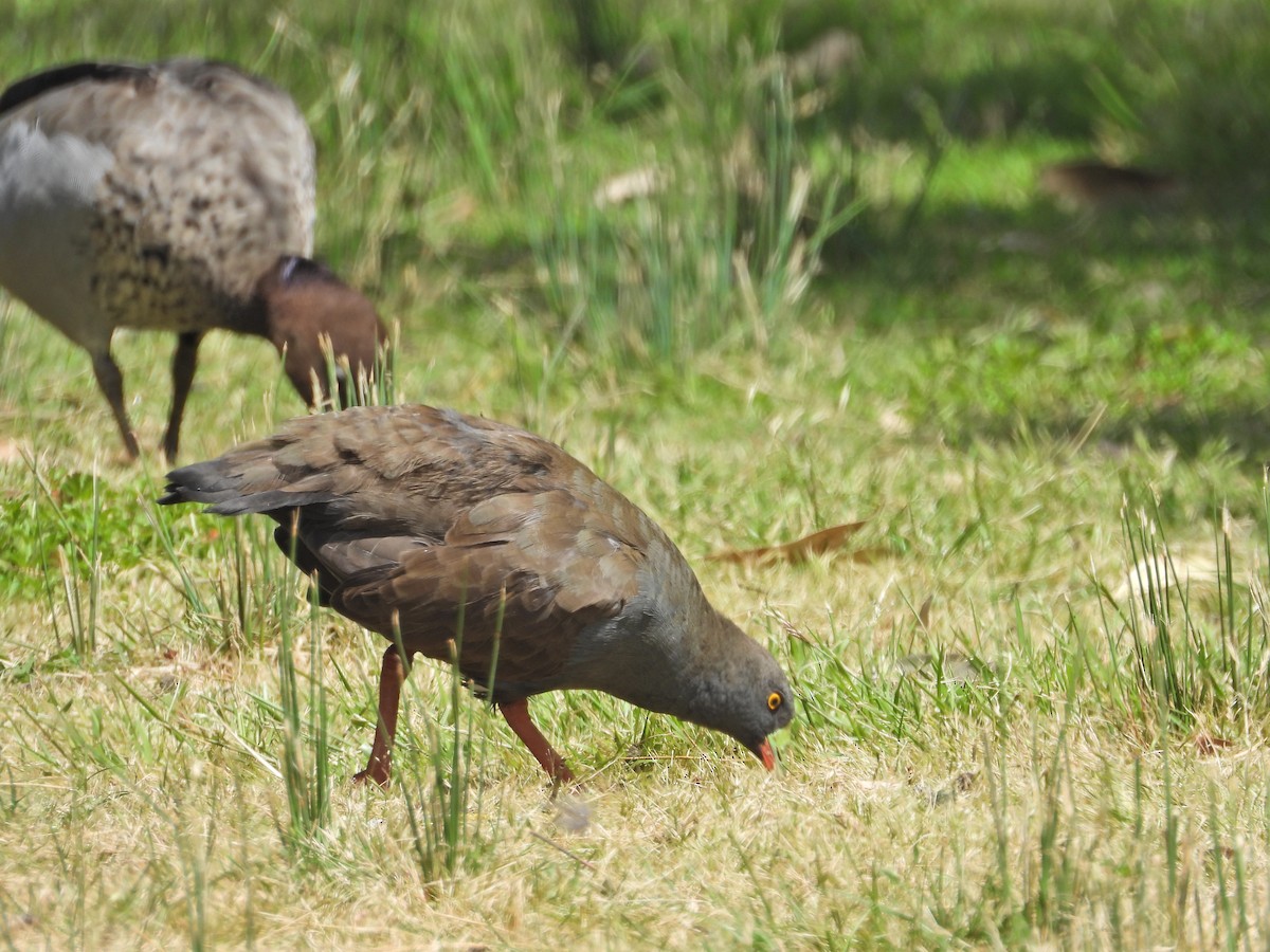 Чернохвостая камышница - ML646716174