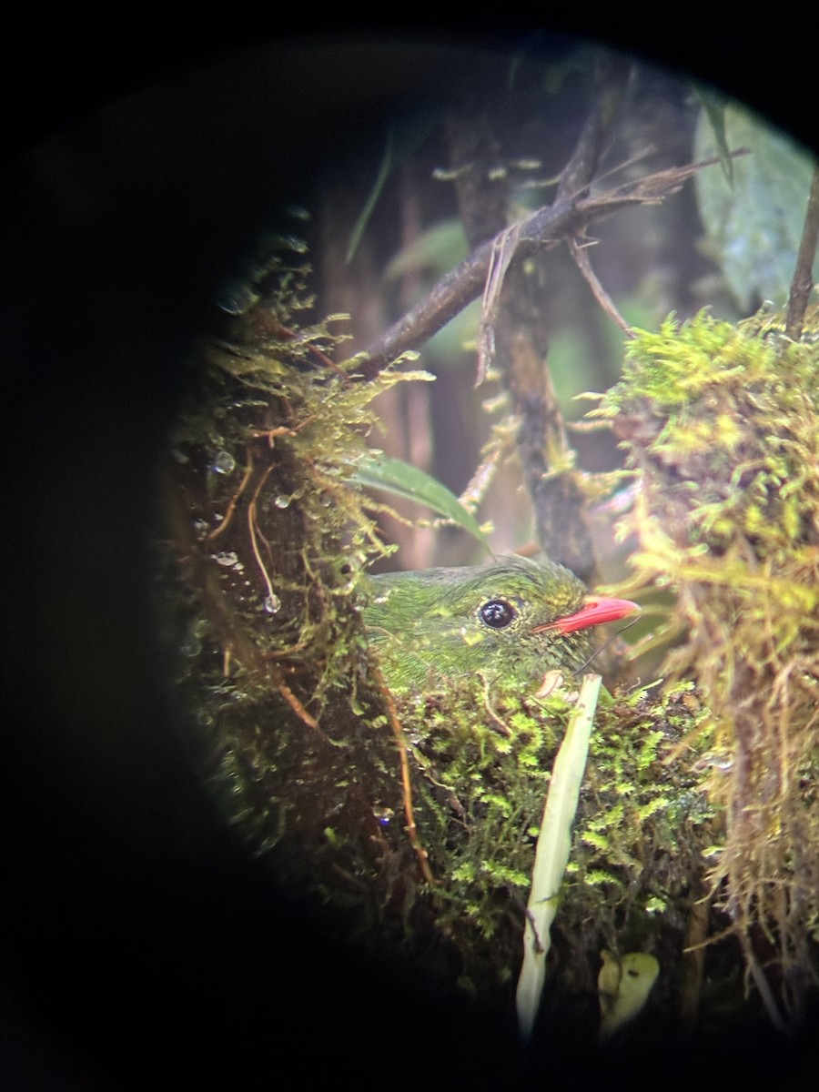 Ожереловый ягодоед - ML646716175