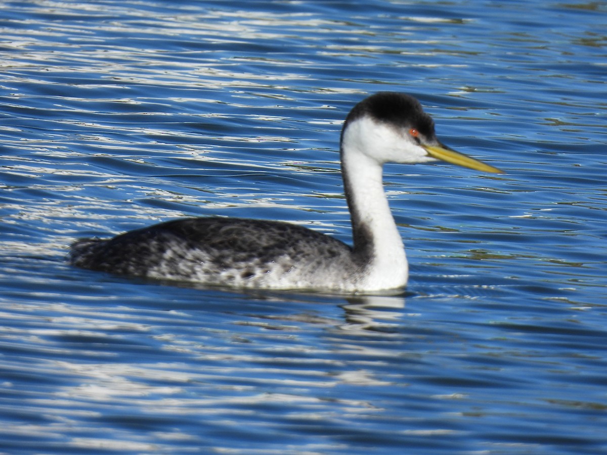 Западная поганка - ML646716178