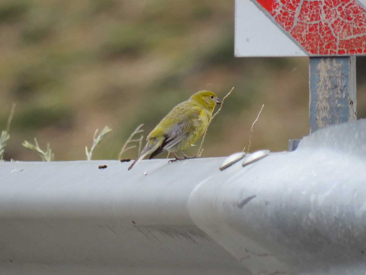 Патагонский зерноед - ML646716179