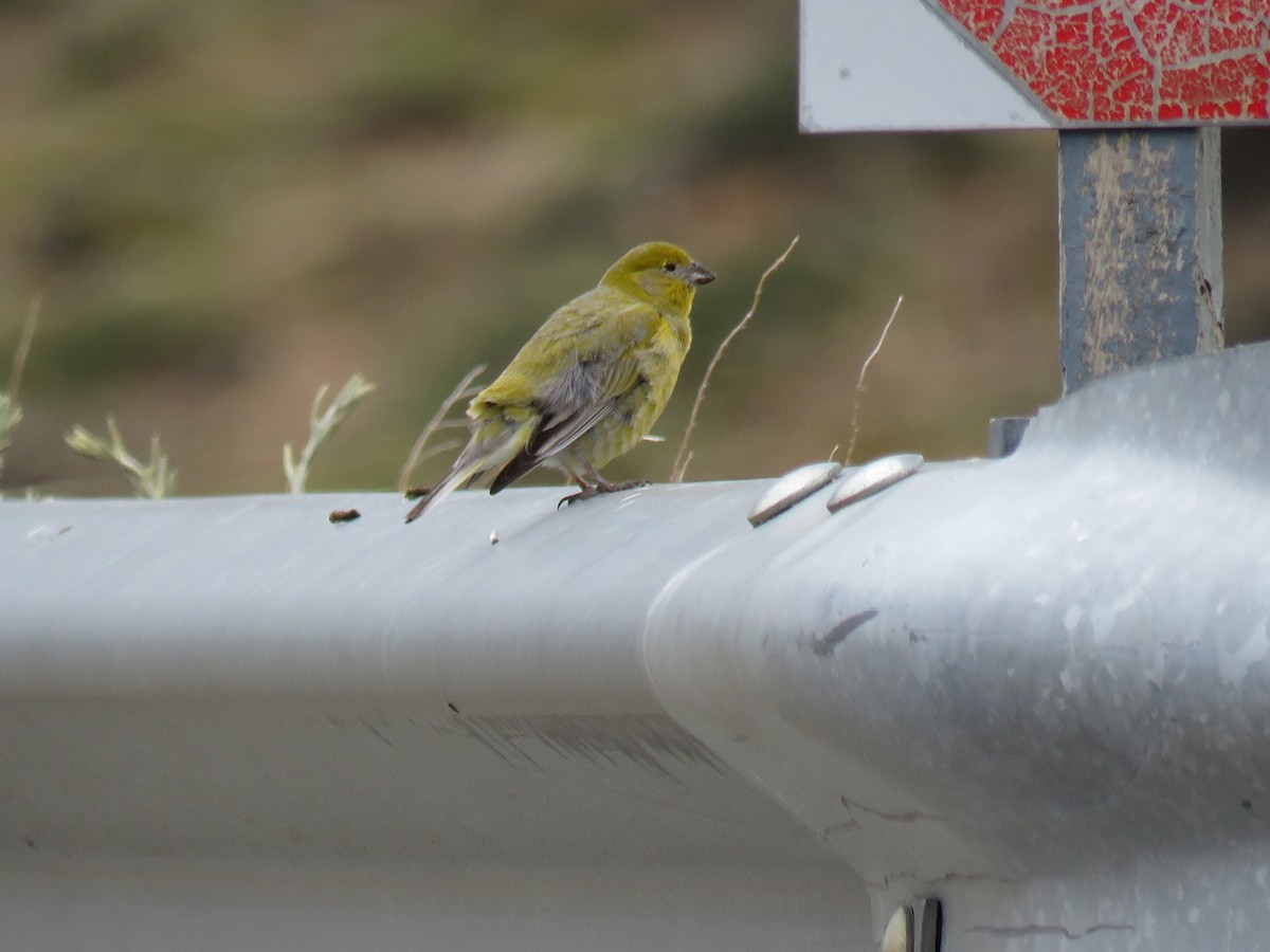 Патагонский зерноед - ML646716180