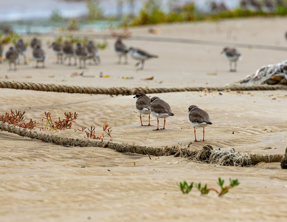 Perdeli Cılıbıt - ML646716181