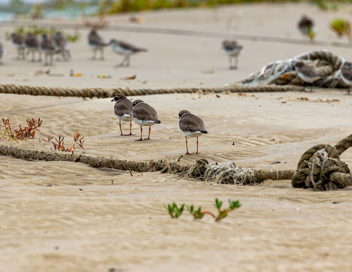 Perdeli Cılıbıt - ML646716182