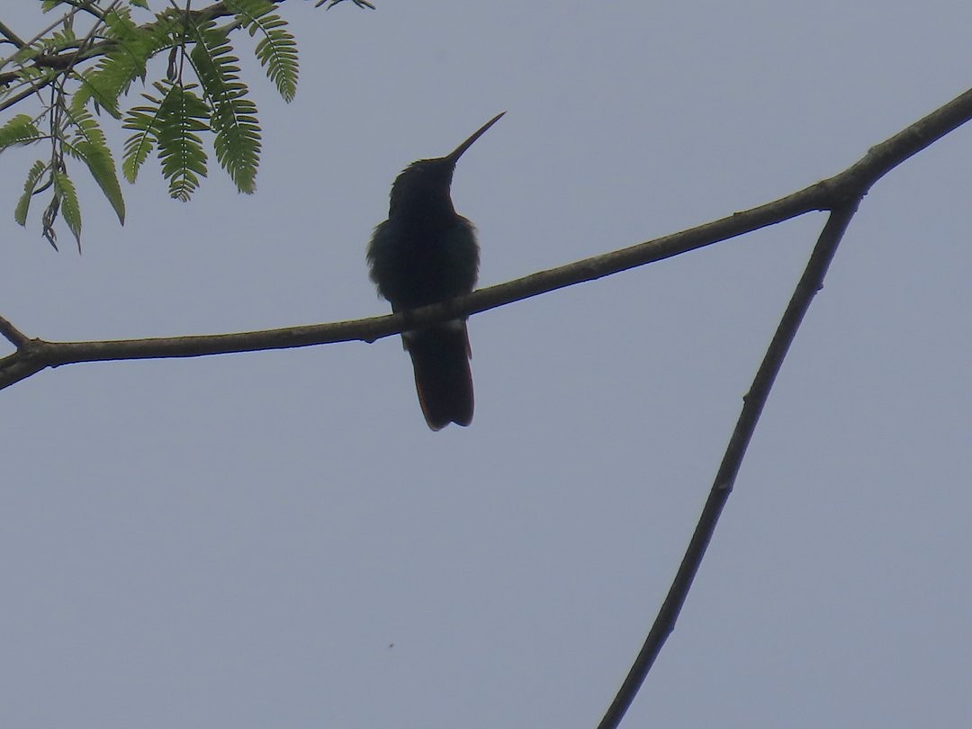 Черногорлый манго - ML646716183